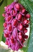 Magnolia Flower Seeds for Garden Planting - NON GMO Seeds for planting in home garden