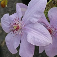 Heirloom Non-GMO Clematis Montana Flower Seeds for Planting – Fragrant Climbing Garden Blooms seeds for planting in home garden