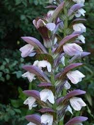 Acanthus Mollis Flower Seeds for Planting, Heirloom, Non-GMO, 100 pcs