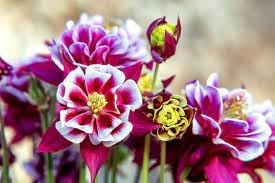 Heirloom Winky Double Flower Seeds for Garden Planting, Non-GMO, Blooms for Shade Gardens for planting in home garden
