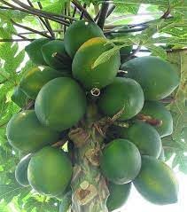 Melonenbaum Fruit Seeds - A Tree That Produces Refreshing Melons 100 Pcs pcs