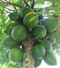Melonenbaum Fruit Seeds - A Tree That Produces Refreshing Melons 100 Pcs pcs