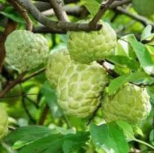 Exotic Annona Squamosa Seeds for Tropical Fruit Lovers 100 Pcs pcs