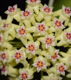 Heirloom Non-GMO Green Red Hoya Flower Seeds for Garden Planting ƒ?? Heart-Shaped Blooms
