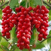 Schisandra Fruit Seeds for Growing Adaptogenic and Flavorful Fruits 100 Pcs pcs
