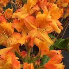 Azalea Flower Seeds for Planting, Heirloom, Non-GMO, 100 pcs