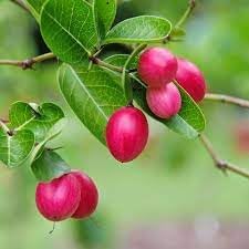 Carissa Carandas Lime Berry Fruit Seeds for Growing Tart Berries 100 Pcs pcs