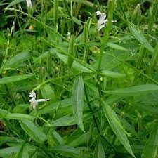 Heirloom Andrographis Plant Seeds for Garden Planting, Non-GMO, Medicinal Herb for Wellness Gardens