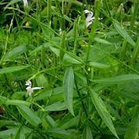 Heirloom Andrographis Plant Seeds for Garden Planting, Non-GMO, Medicinal Herb for Wellness Gardens