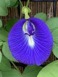 Fresh Clitoria Flower Seeds for Planting - 100 pcs seeds for planting in home garden