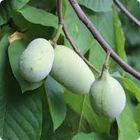 Paw Fruit Seed Pack for Growing Exotic, Tropical Fruits 100 Pcs pcs