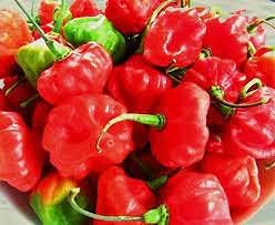 Aji Cubano Dulce Cachucha Pepper Vegetable Seeds for Planting