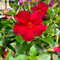 Dipladenia Flower Seeds for Garden Planting - NON GMO Seeds
