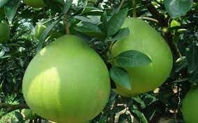 Pomelo Fruit Seeds for Planting – 100 Pcs pcs