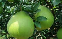 Pomelo Fruit Seeds for Planting – 100 Pcs pcs