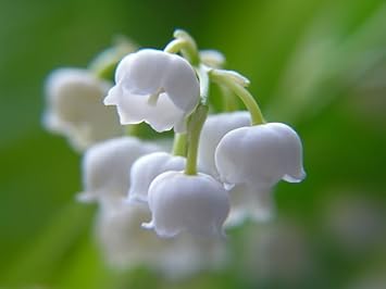Bell Orchid Flower Seeds for Garden - NON GMO Seeds