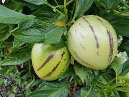Muricatum Fruit Seeds for Planting - Growing Unique and Nutritious Tropical Fruits, Heirloom Seeds