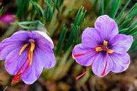 Sativus Flower Planting Seeds for Garden NON GMO Seeds for planting in home garden