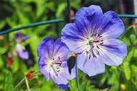 Cranesbill Flower Seeds for Planting - NON GMO Seeds for planting in home garden