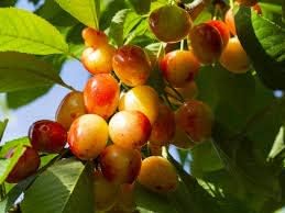 Rainier Sweet Cherry Fruit Seeds for Planting - High-Yielding, Non-GMO for Fruit Orchards