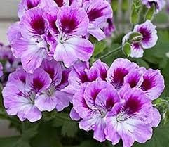 Heirloom Non-GMO Violet Red Geranium Flower Seeds â€“ Vibrant Blooms for Planting for planting in home garden