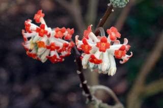 Red Edgeworthia Flower Seeds for Planting - 100 Pcs pcs