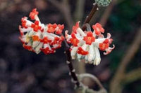 Red Edgeworthia Flower Seeds for Planting - 100 Pcs pcs
