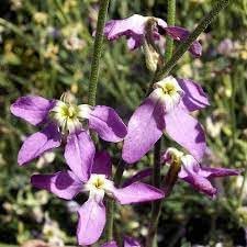 Heirloom Non-GMO Mathiola Longipetala Flower Seeds – Fragrant Night Blooms for Garden Planting
