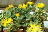 Yellow Faucaria Tigrina Plant Seeds for Planting - 100 pcs