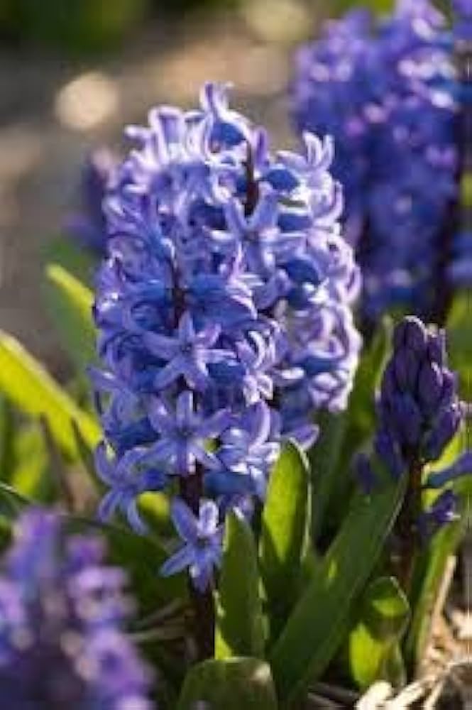 Hyacinthus Blue Flower Seeds for Planting ƒ?? Organic, Heirloom, Non-GMO Seeds