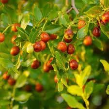 Jujuba Fruit Seeds - A Sweet and Nutritious Fruit for Your Garden 100 Pcs pcs