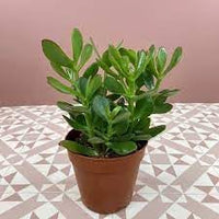 Crassula Plant Seeds for Planting, 100 pcs