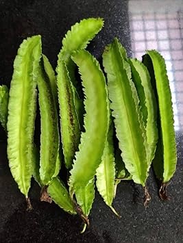 Winged Bean Vegetable Seeds for Planting - 100 Pcs