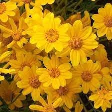 Heirloom Non-GMO Sunshine Flower Seeds for Planting – Bright Blooms for Vibrant Garden Displays - Non-GMO for planting in home garden