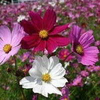 Mix Cosmos Flower Seeds for Planting â€“ Vibrant, Non-GMO, Heirloom Garden Seeds