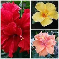 Hibiscus Flower Seeds Heirloom Non GMO Planting - 100 pcs