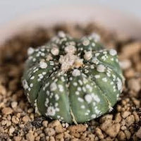 Astrophytum Plant Seeds – Heirloom, Non-GMO, Star Cactus Variety for Decorative Garden Planting
