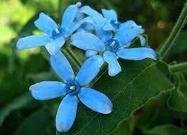 Rare Tweedia Flower Seeds for Planting - 100 pcs