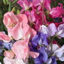 Pea Flower Seeds for Planting – 100 pcs seeds for planting in home garden