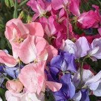 Pea Flower Seeds for Planting – 100 pcs seeds for planting in home garden