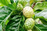 Morinda Citrifolia Fruit Seeds for Cultivation – 5 Seeds 100 Pcs pcs