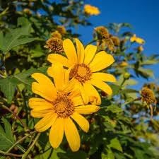 Tithonia Diversifolia Flower Seeds for Planting - 100 pcs