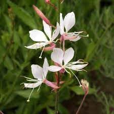 Gaura Flower Seeds for Planting, 100 pcs seeds for planting in home garden