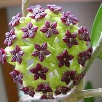 Carnosa Flower Seeds for Planting, Unique Texture, 100 pcs for planting in home garden