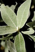 Silverberry plant seeds