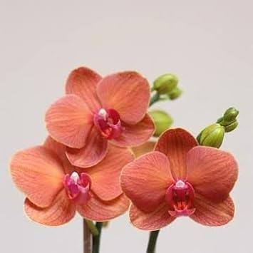 Peach Phalaenopsis Orchid Flower Seeds ƒ?? Heirloom, Non-GMO, Graceful Blooms for Garden Planting for planting in your garden.