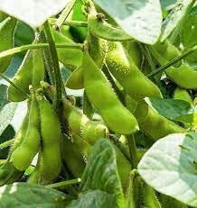 Soybean Seeds for Planting, 100 Pcs pcs