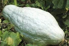 Hubbard Vegetable Seeds for Planting - 100 Pcs pcs