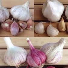 Garlic Seeds for Planting, Mixed Colour, 100 Pcs pcs