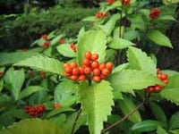 Sarcandra Glabra Plant Seeds Heirloom Non GMO Planting - 100 pcs